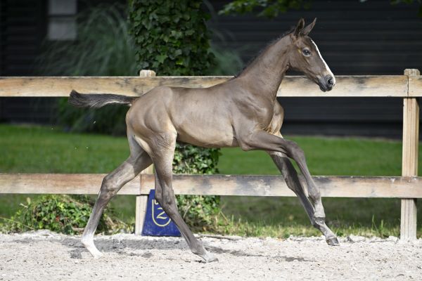 Zangersheide Online Auction - Foals Sired by Zangersheide